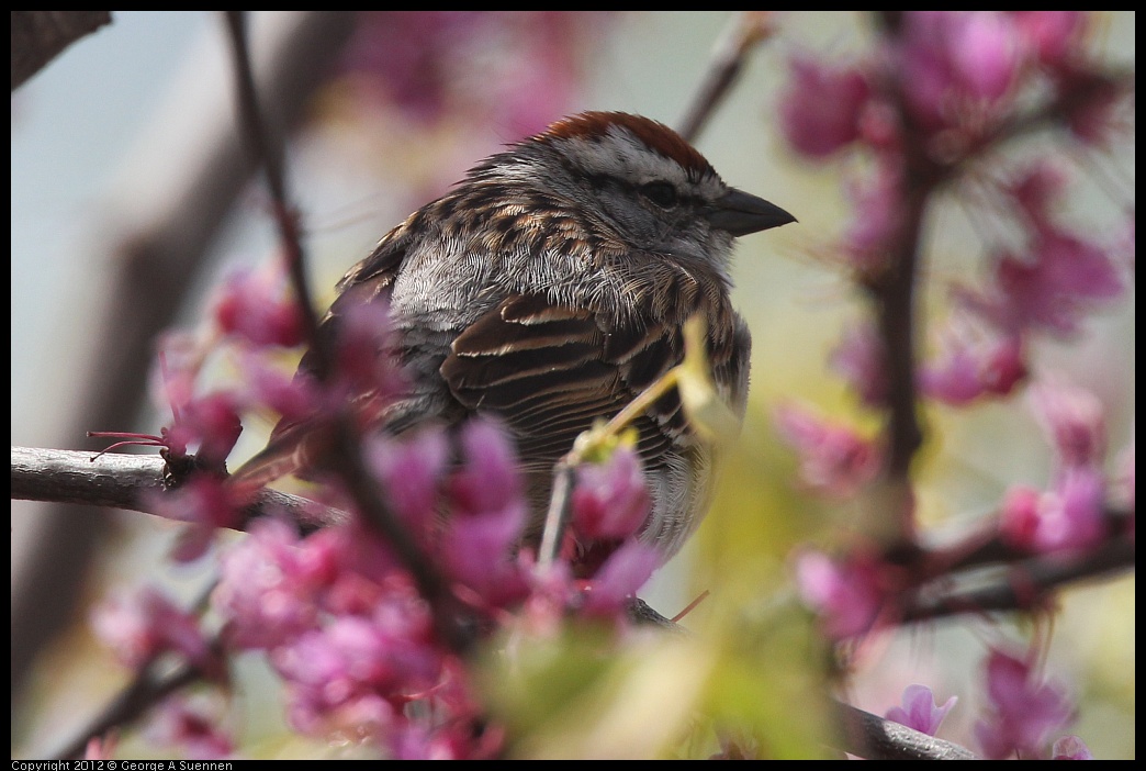 0410-085009-03.jpg - Chipping Sparrow