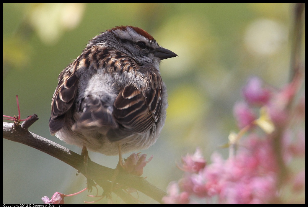 0410-085143-02.jpg - Chipping Sparrow