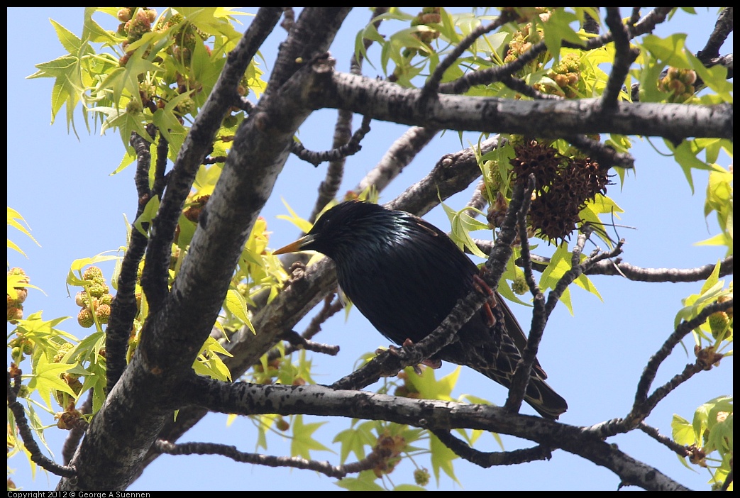 0410-085557-03.jpg - European Starling