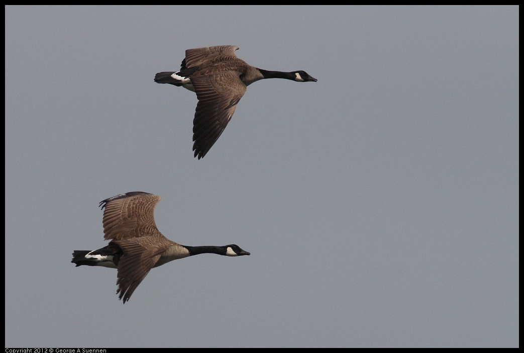 0410-085807-04.jpg - Canada Goose