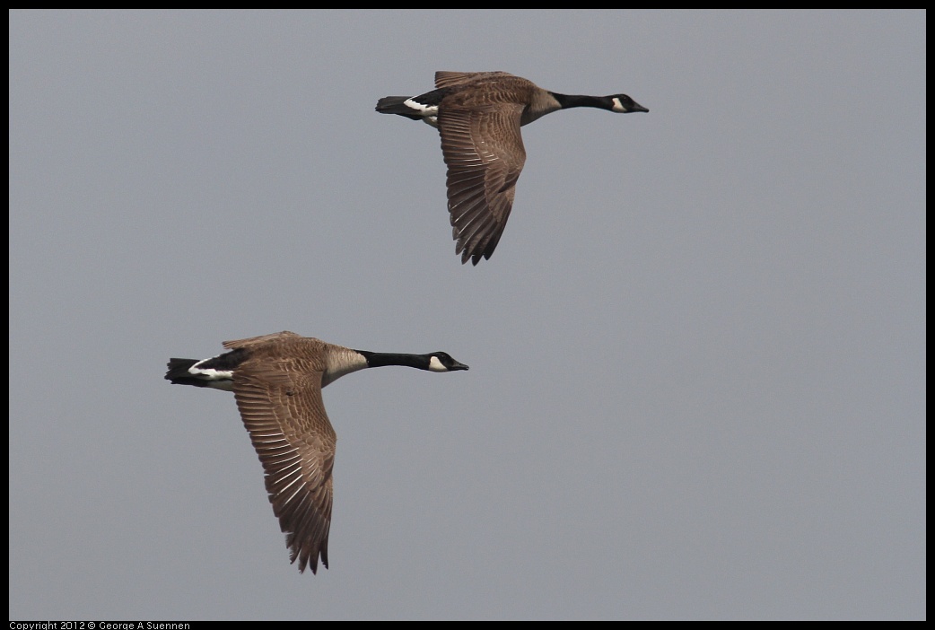 0410-085807-05.jpg - Canada Goose