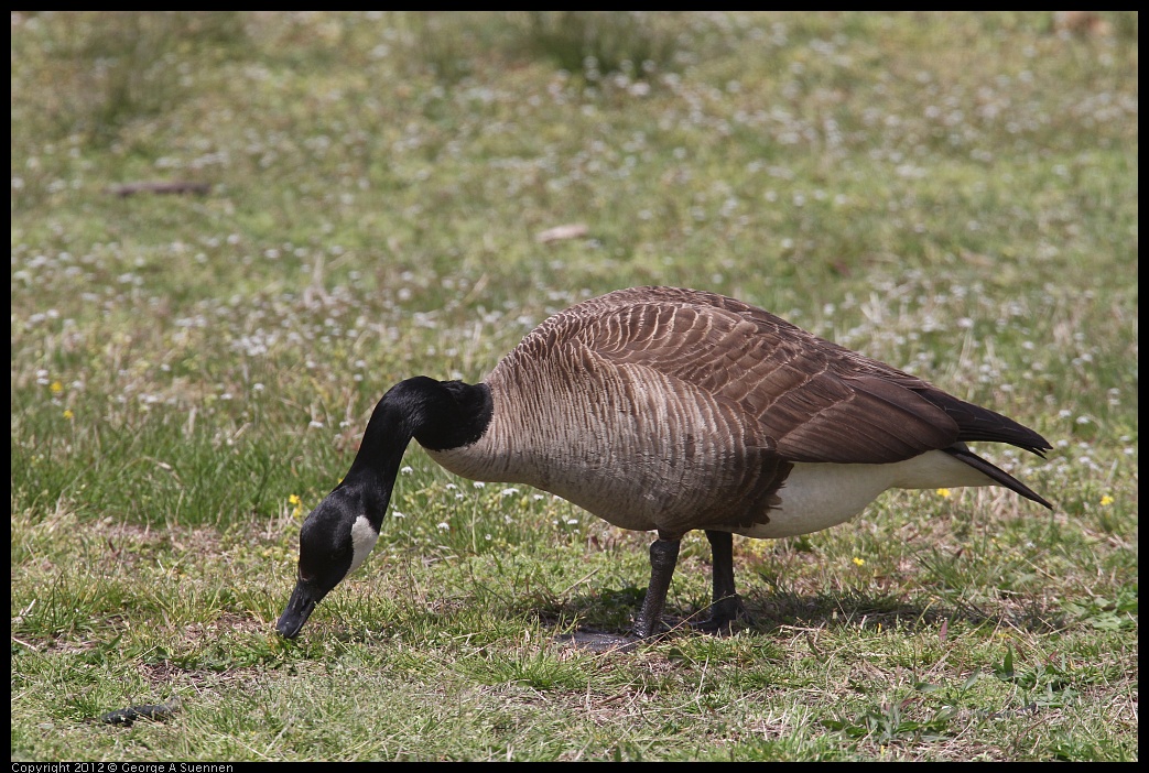 0410-090955-01.jpg - Canada Goose