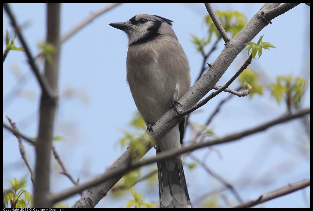 0410-092436-01.jpg - Blue Jay