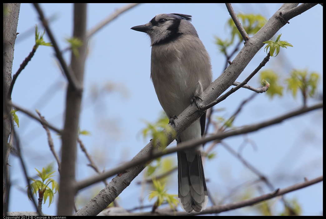 0410-092442-01.jpg - Blue Jay