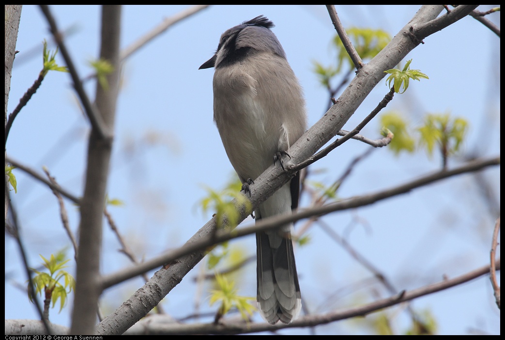 0410-092451-04.jpg - Blue Jay