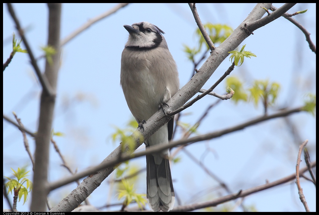 0410-092455-01.jpg - Blue Jay