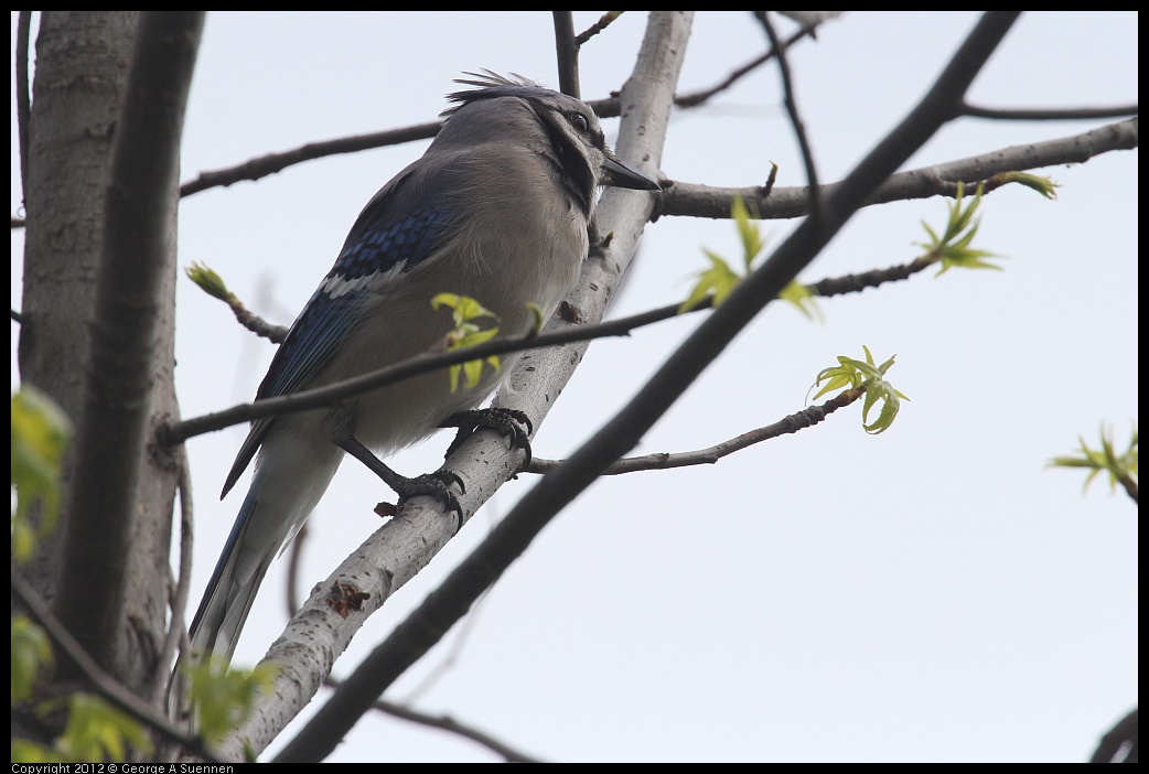 0410-092545-02.jpg - Blue Jay