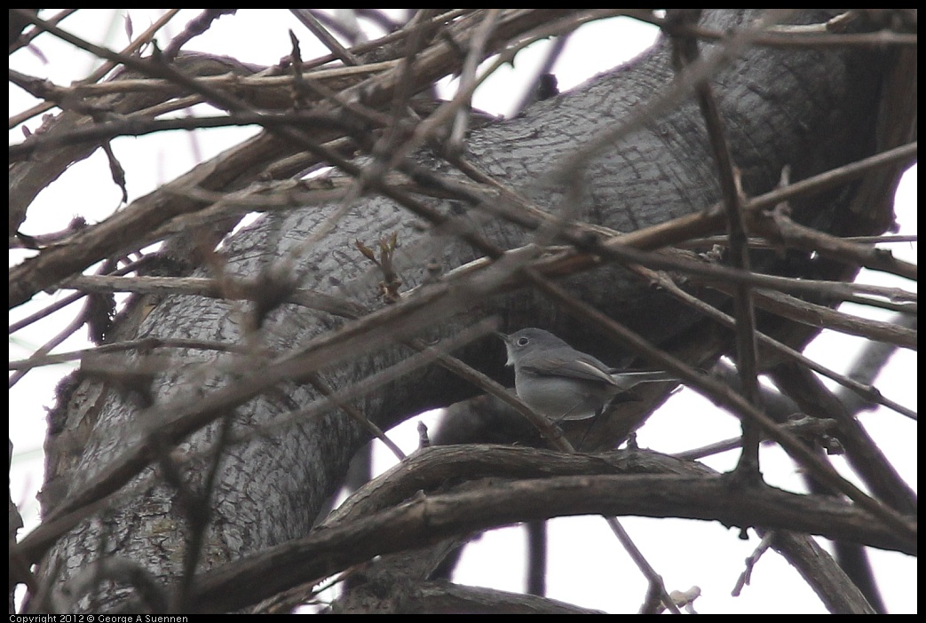 0410-093143-02.jpg - Blue-gray Gnatcatcher