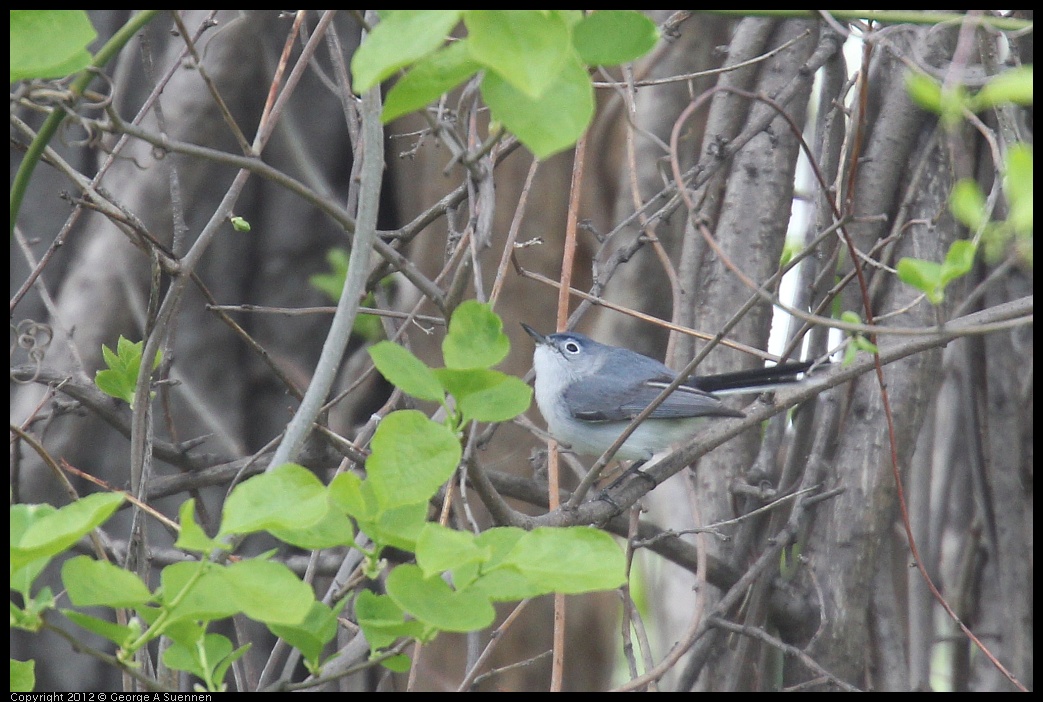 0410-093318-02.jpg - Blue-gray GnatcatcherBlue-gray Gnatcatcher