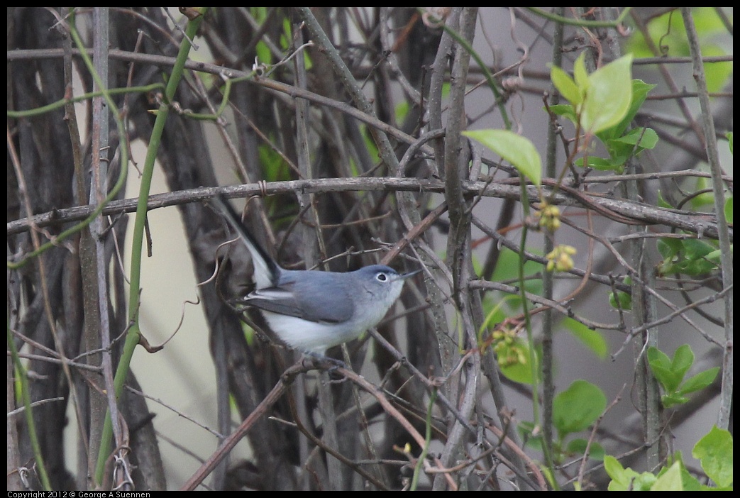 0410-093602-03.jpg - Blue-gray Gnatcatcher