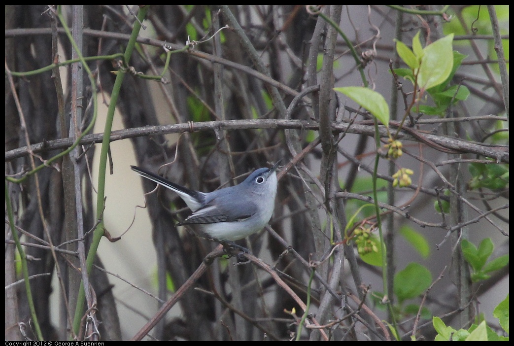 0410-093603-03.jpg - Blue-gray Gnatcatcher