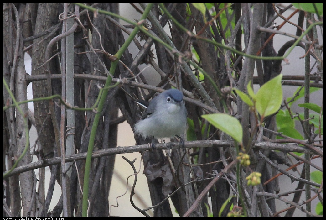 0410-093612-01.jpg - Blue-gray Gnatcatcher