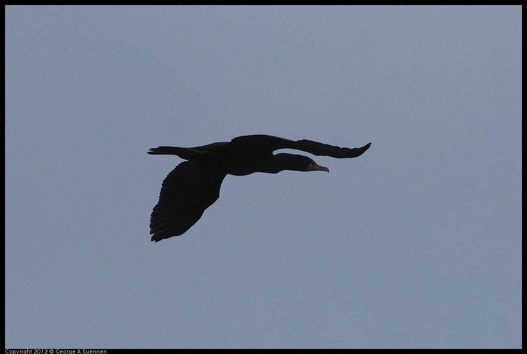 0410-094319-01.jpg - Double-crested Cormorant