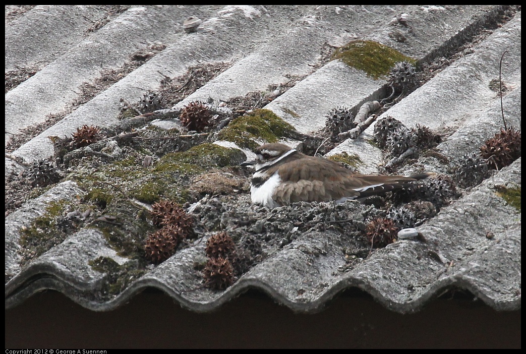 0410-094716-02.jpg - Killdeer