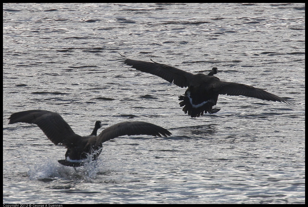 0411-133042-01.jpg - Canada Goose