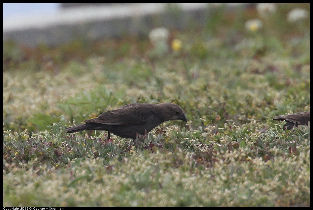 0412-080513-01.jpg - Brown-headed Cowbird