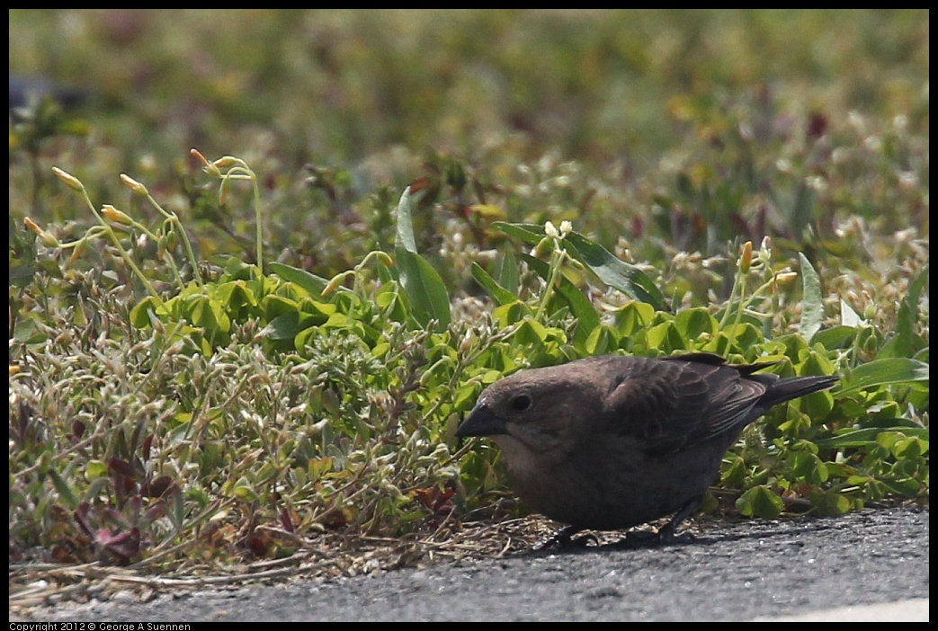 0412-080539-01.jpg - Brown-headed Cowbird