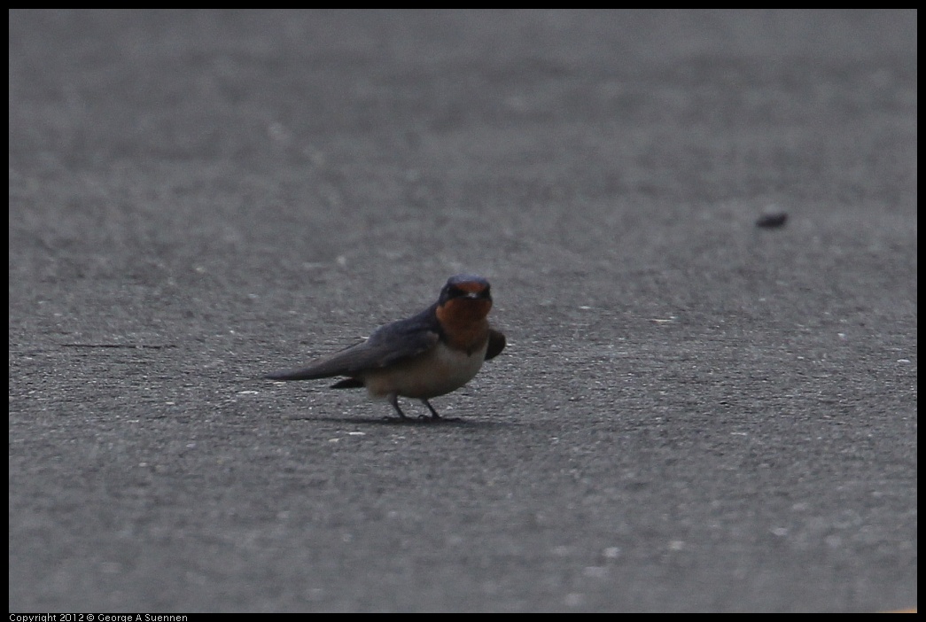 0412-080643-01.jpg - Swallow