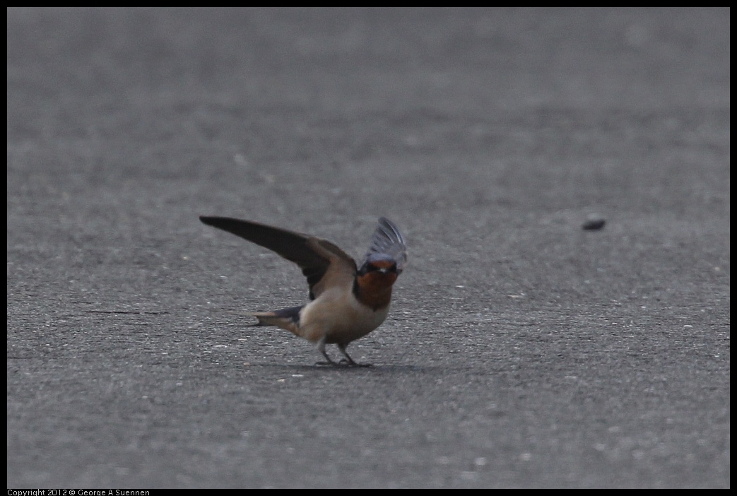 0412-080643-03.jpg - Swallow