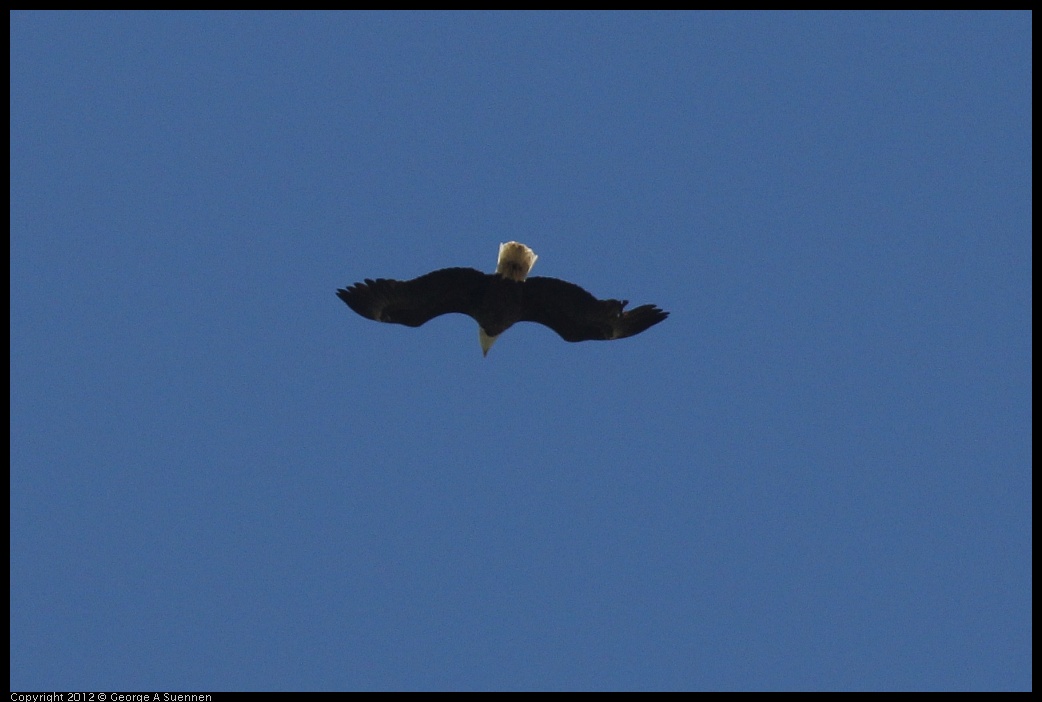 0412-081703-01.jpg - Bald Eagle