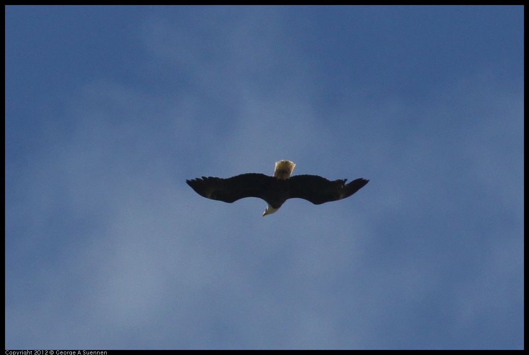 0412-081705-01.jpg - Bald Eagle