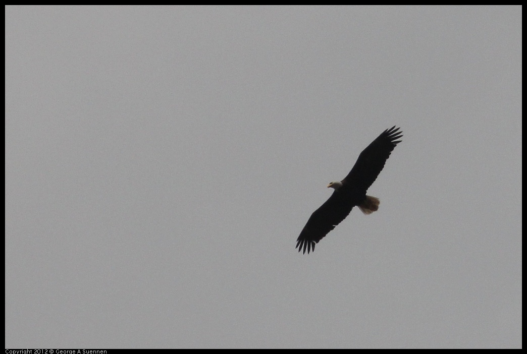 0412-081744-01.jpg - Bald Eagle