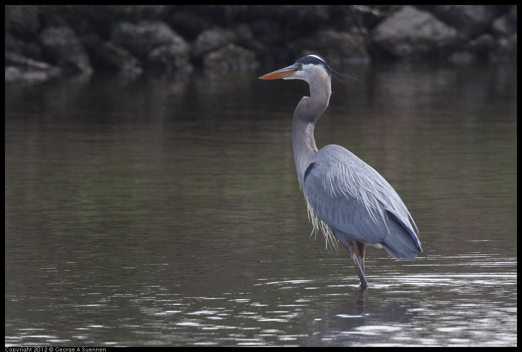 0412-082619-02.jpg - Great Blue Heron