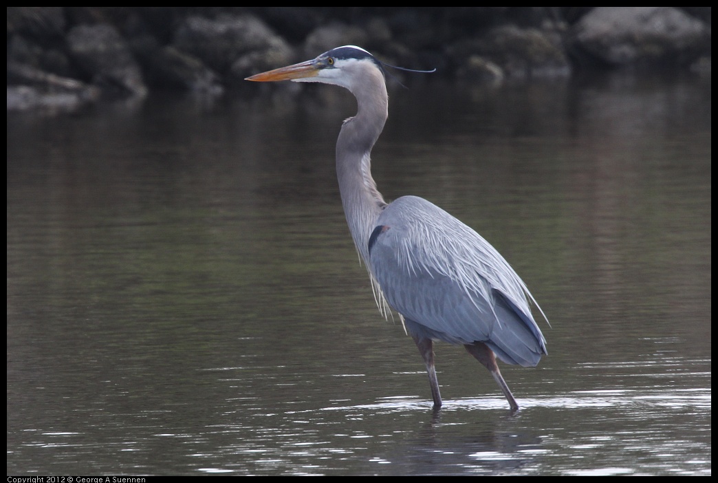 0412-082620-03.jpg - Great Blue Heron