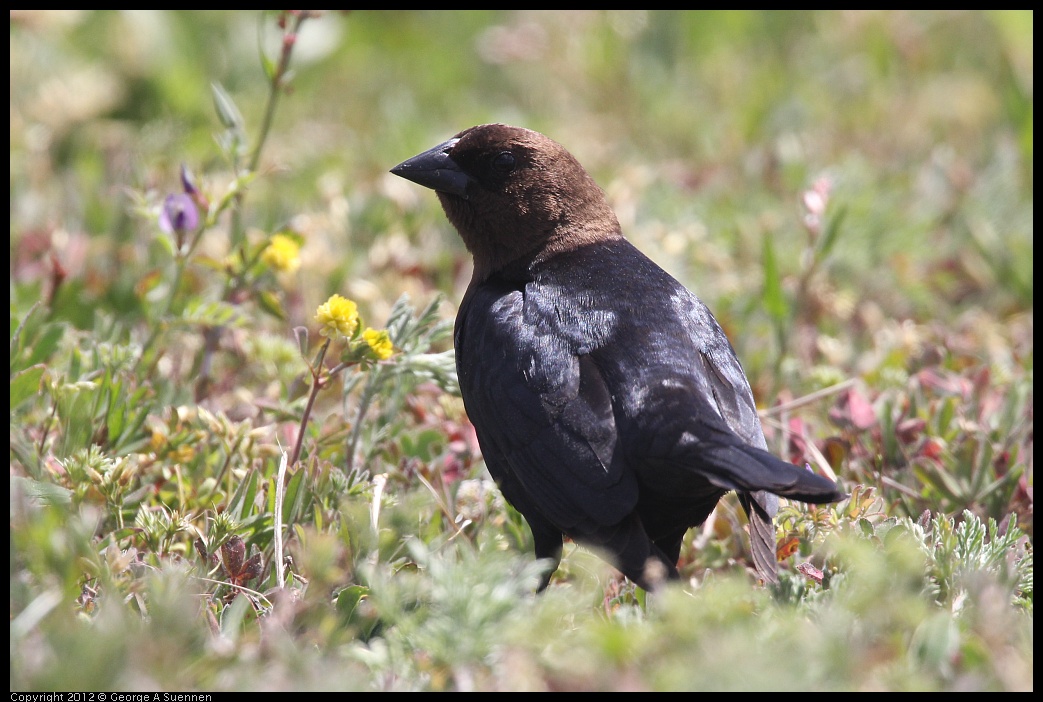 0412-082721-02.jpg - Brown-headed Cowbird