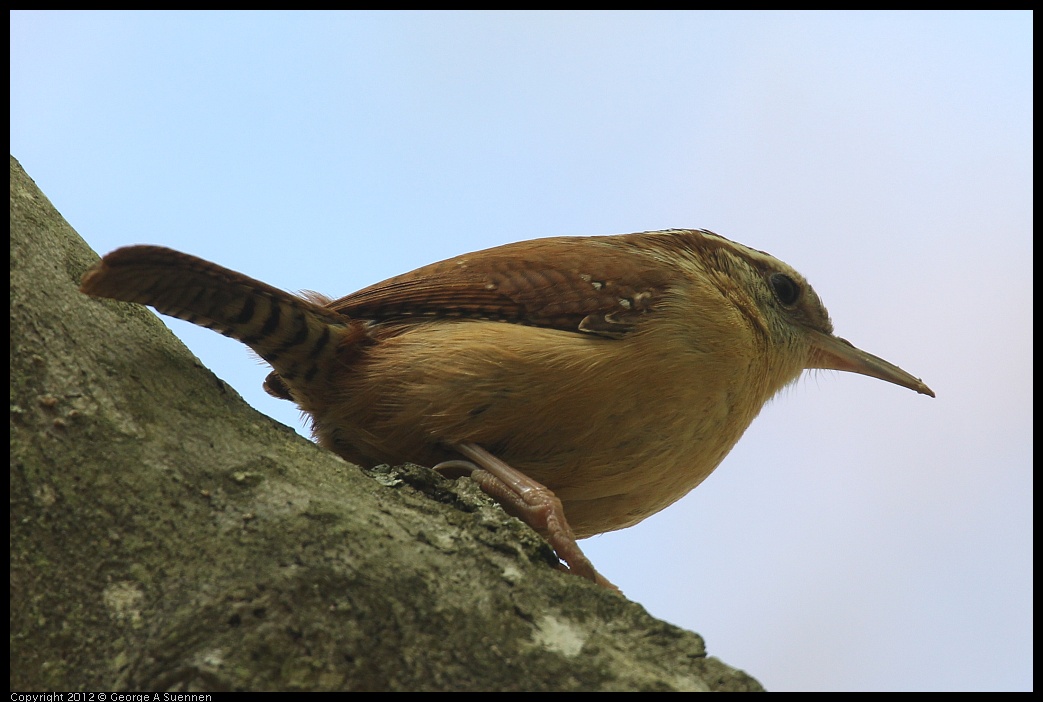 0412-090113-03.jpg - Carolina Wren