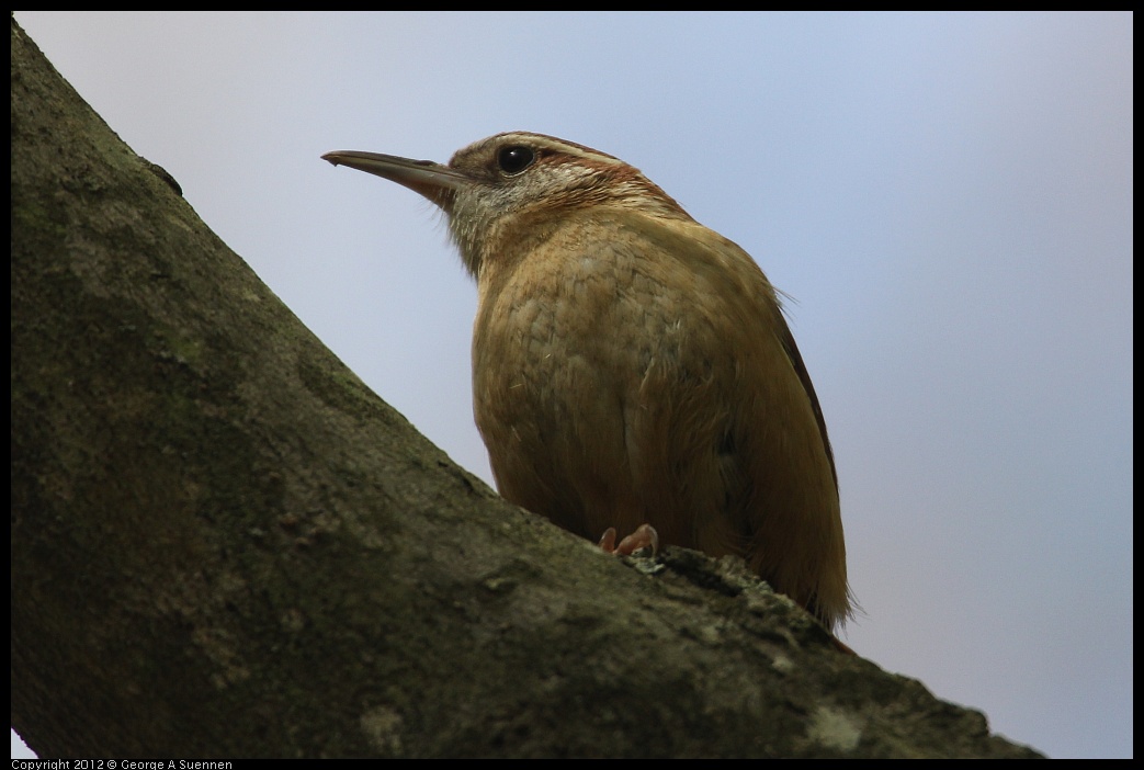 0412-090152-01.jpg - Carolina Wren