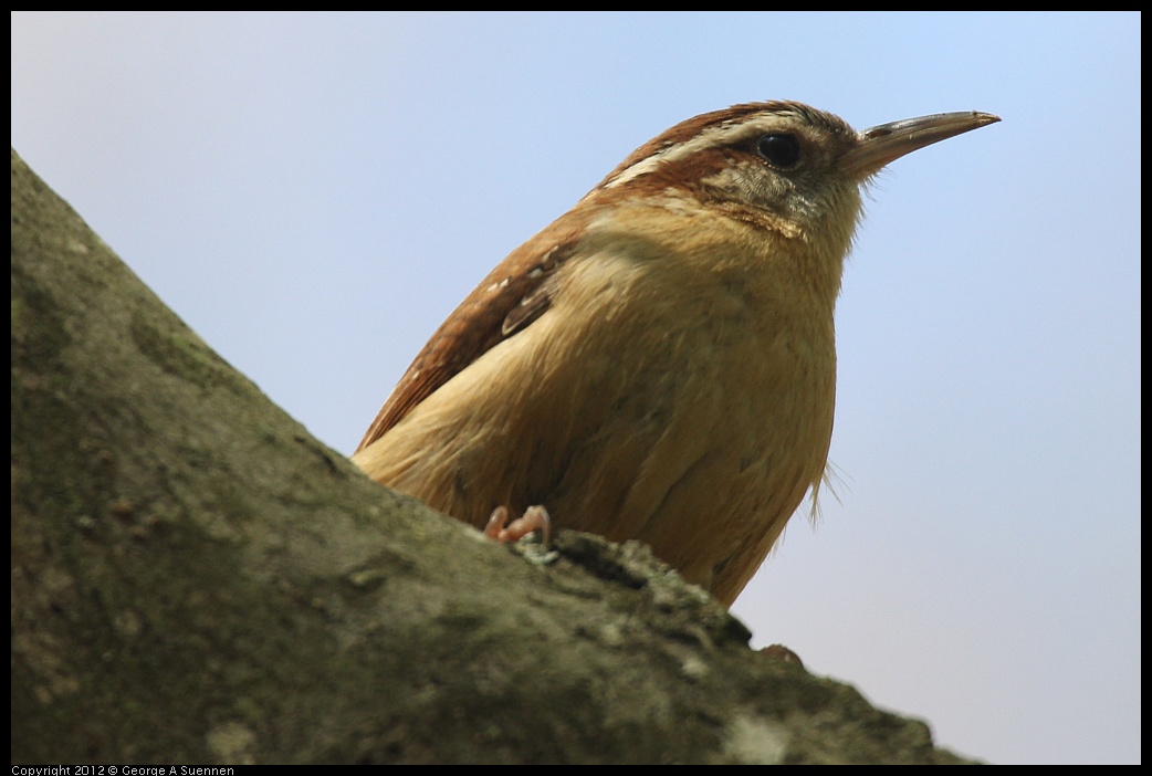 0412-090155-03.jpg - Carolina Wren