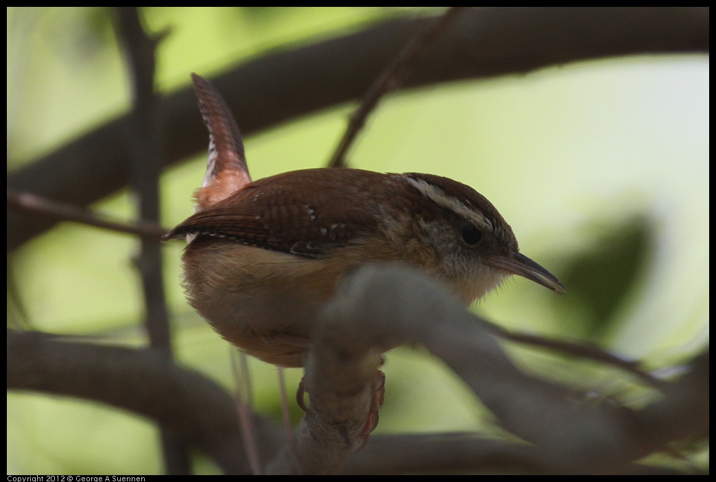 0412-090255-02.jpg - Carolina Wren