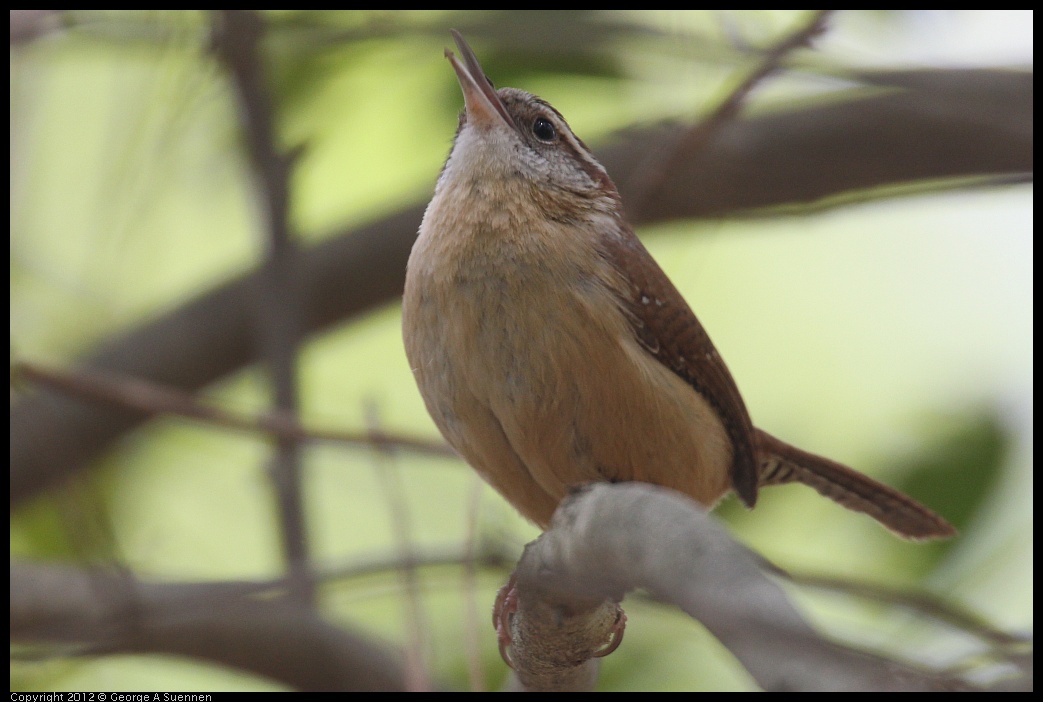 0412-090257-05.jpg - Carolina Wren