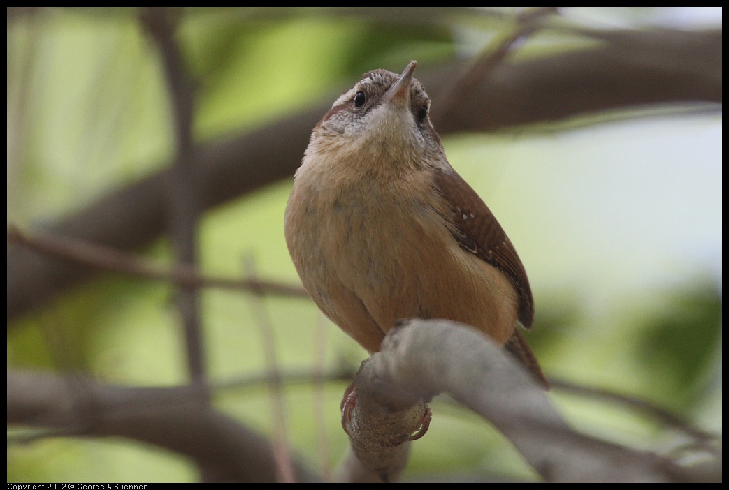 0412-090300-01.jpg - Carolina Wren