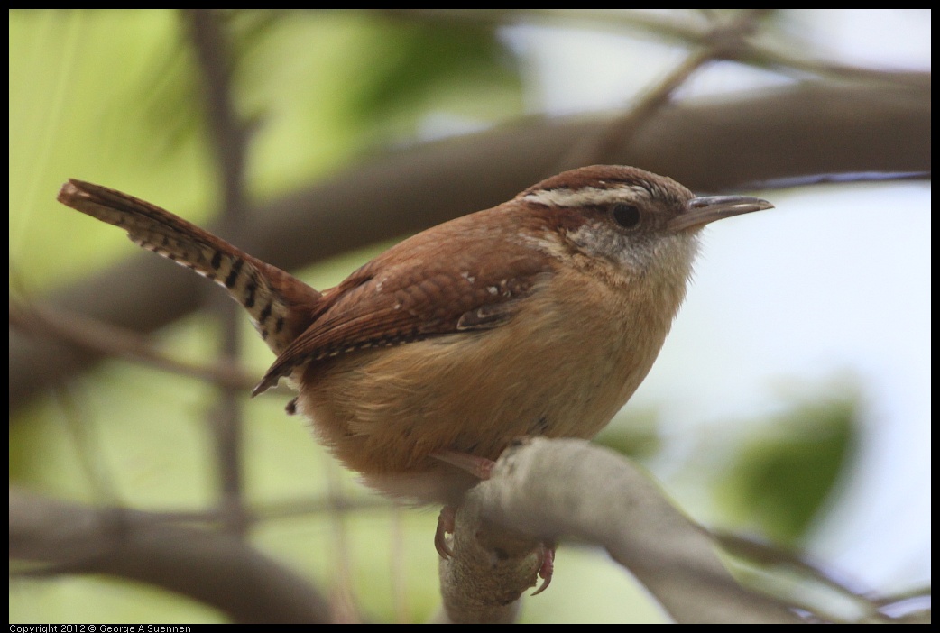 0412-090309-03.jpg - Carolina Wren