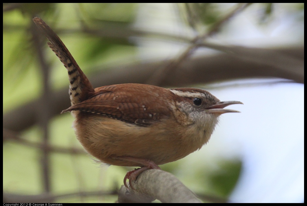 0412-090313-01.jpg - Carolina Wren