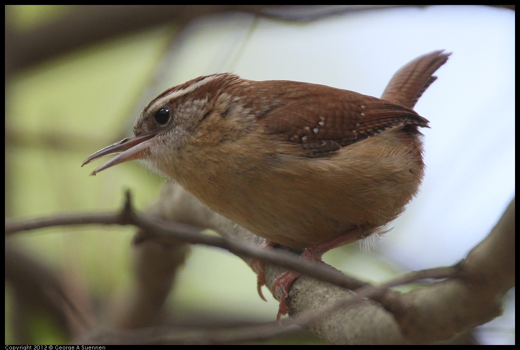 0412-090317-01.jpg - Carolina Wren