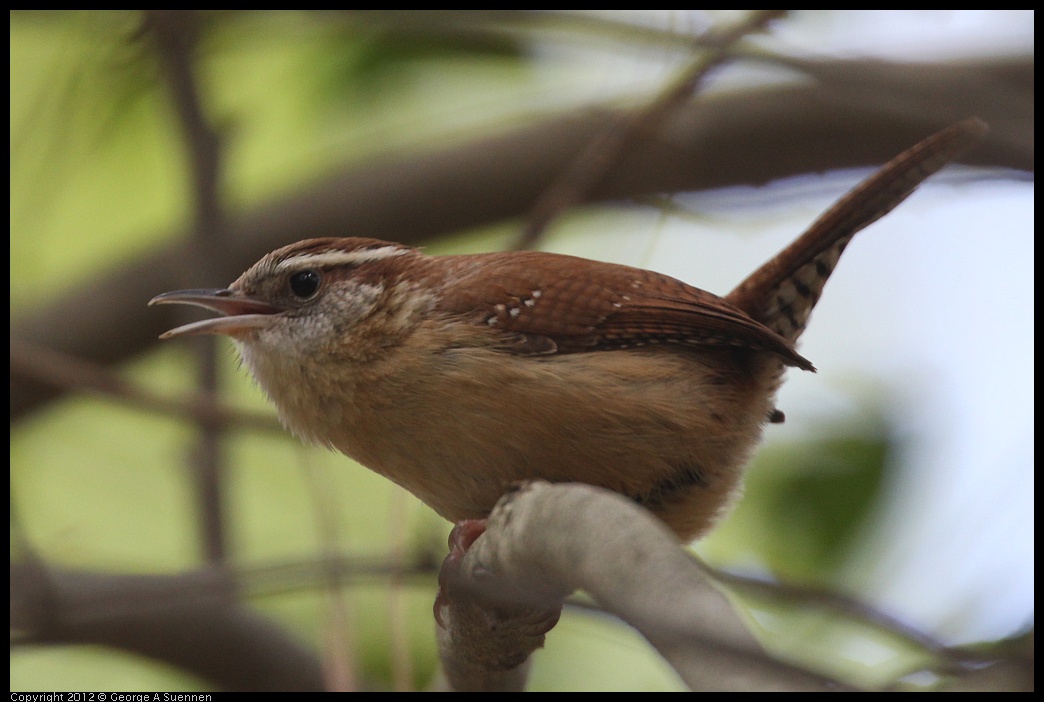 0412-090325-04.jpg - Carolina Wren