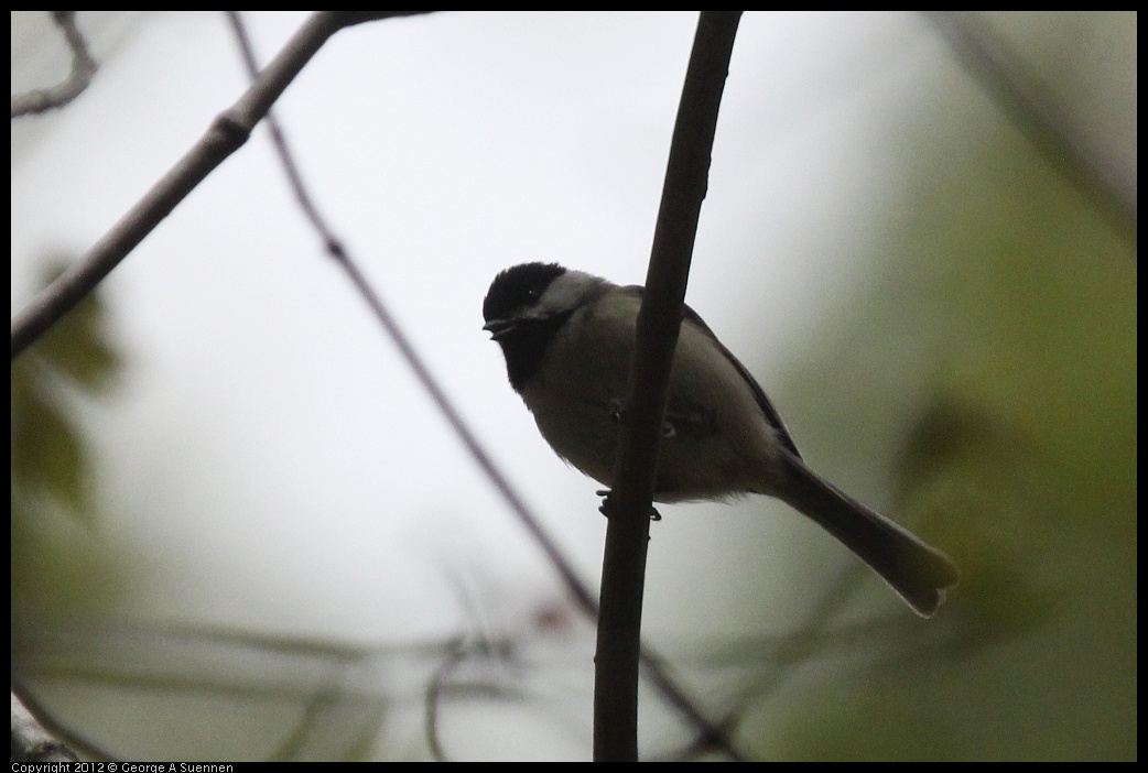 0412-090534-04.jpg - Carolina Chickadee