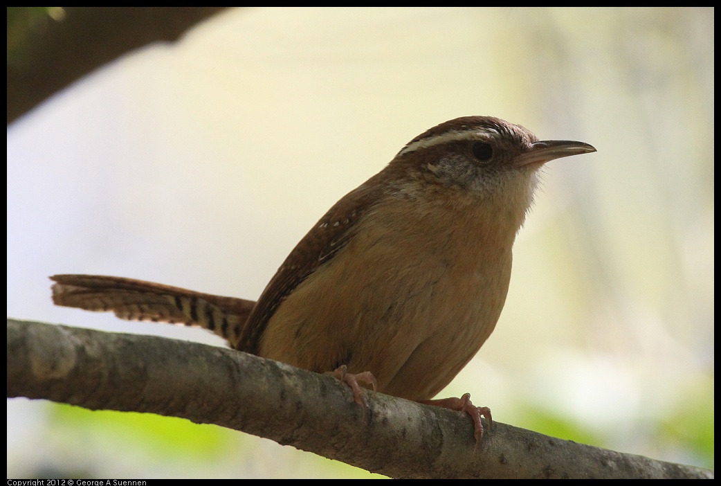 0412-090630-01.jpg - Carolina Wren