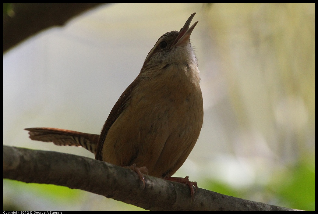 0412-090632-01.jpg - Carolina Wren