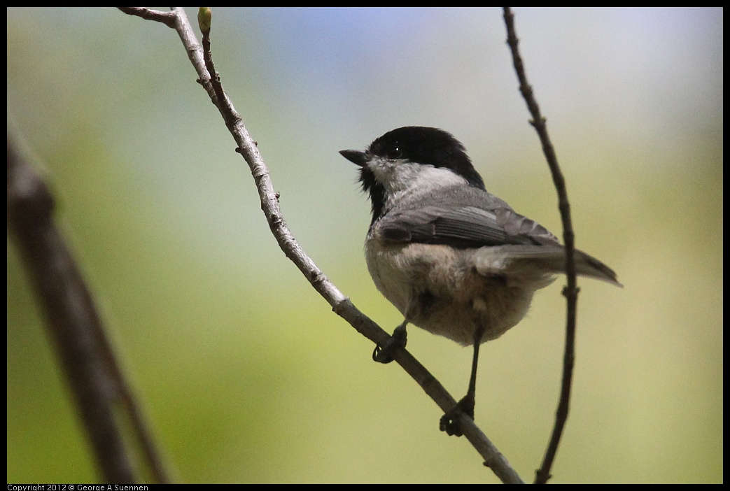 0412-090649-02.jpg - Carolina Chickadee