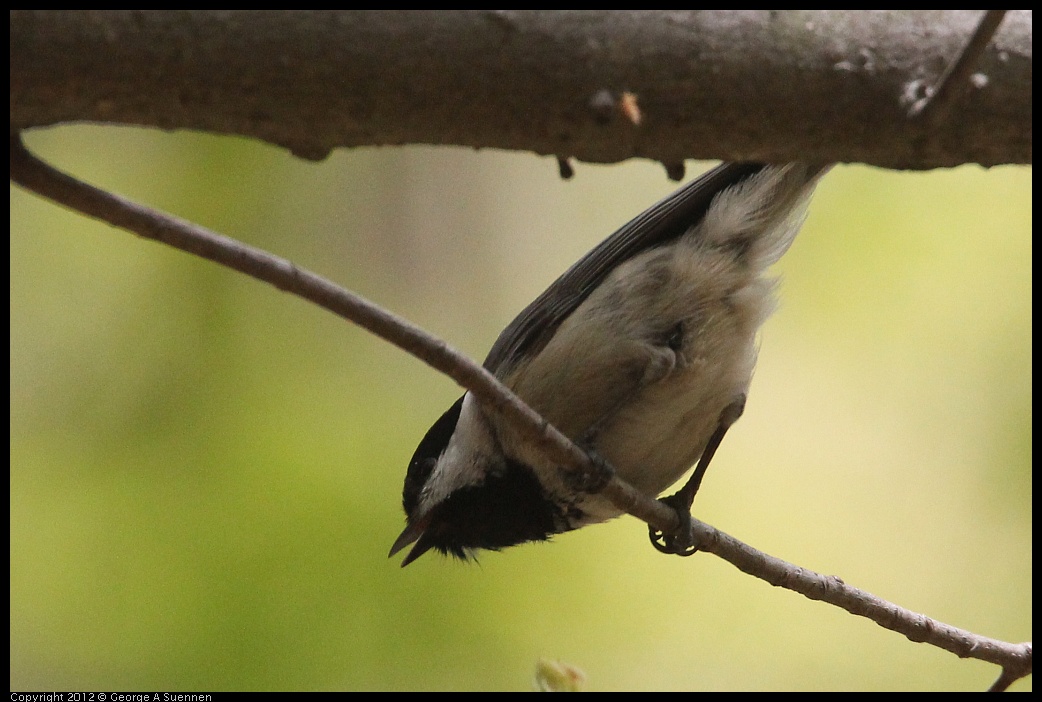 0412-090658-01.jpg - Carolina Chickadee