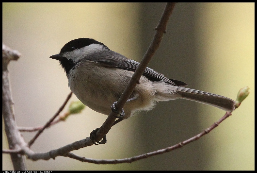 0412-090659-02.jpg - Carolina Chickadee