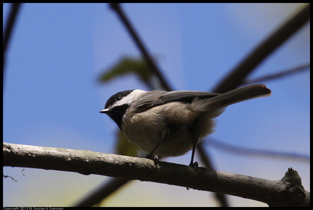 0412-090727-02.jpg - Carolina Chickadee