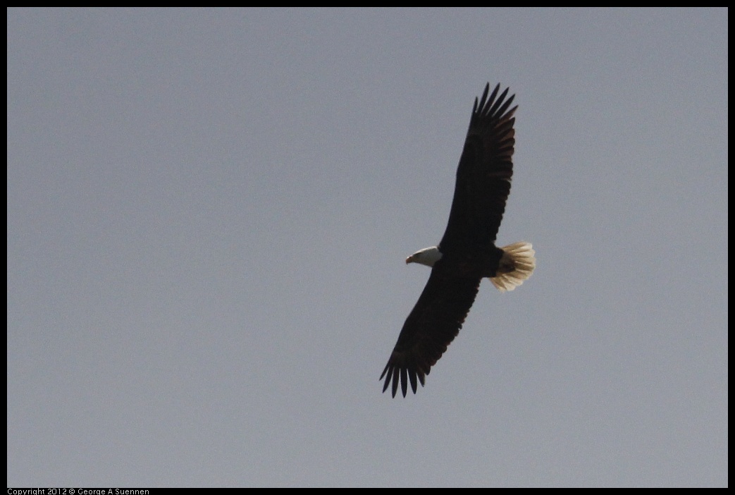 0412-091407-03.jpg - Bald Eagle