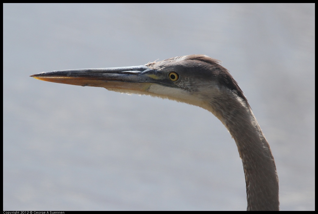 0412-100814-02.jpg - Great Blue Heron