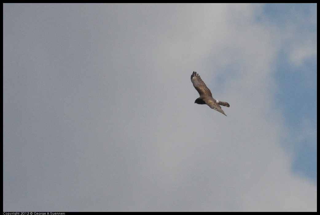 0412-102408-05.jpg - Northern Harrier (for id purposes only)