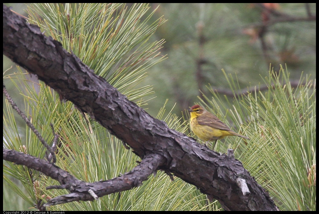 0412-112743-02.jpg - Palm Warbler